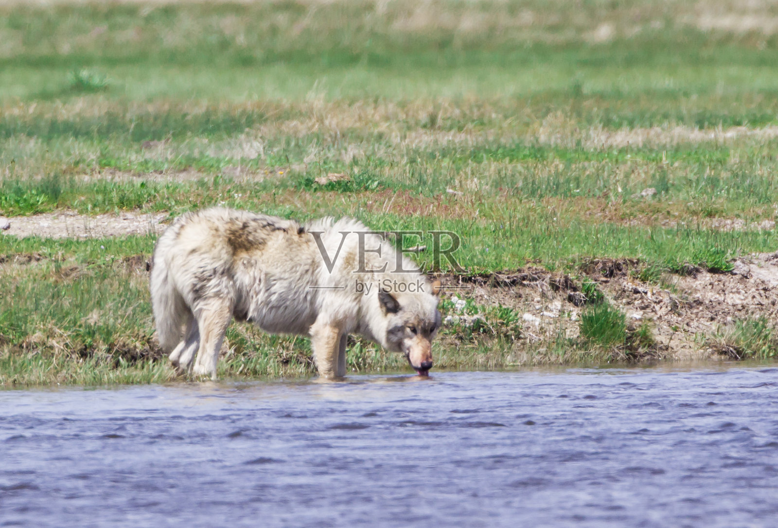 餐间休息照片摄影图片