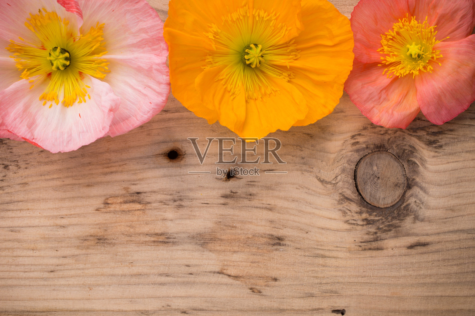 罂粟花。照片摄影图片