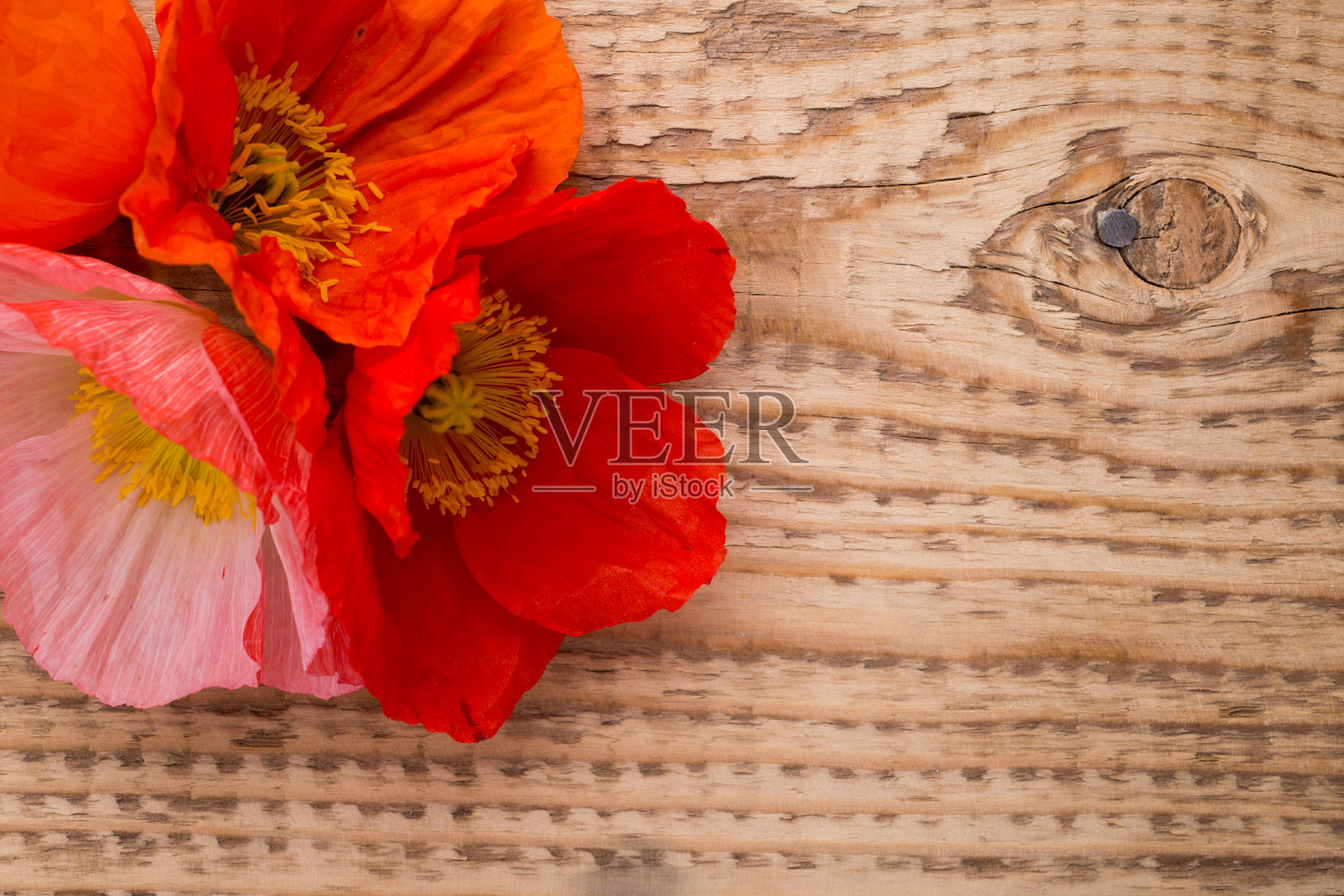 罂粟花。照片摄影图片