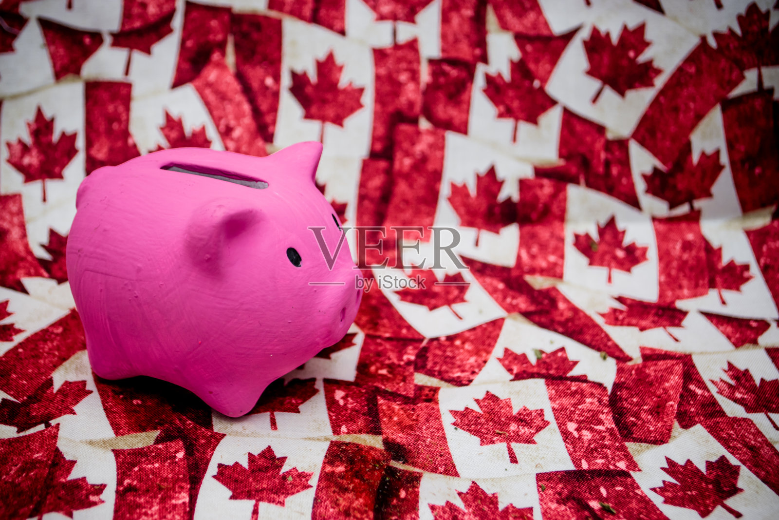 加拿大的猪照片摄影图片