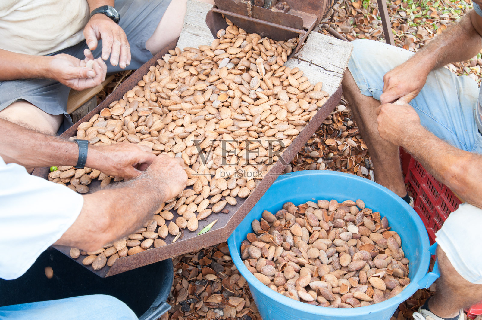 杏仁收获季节照片摄影图片