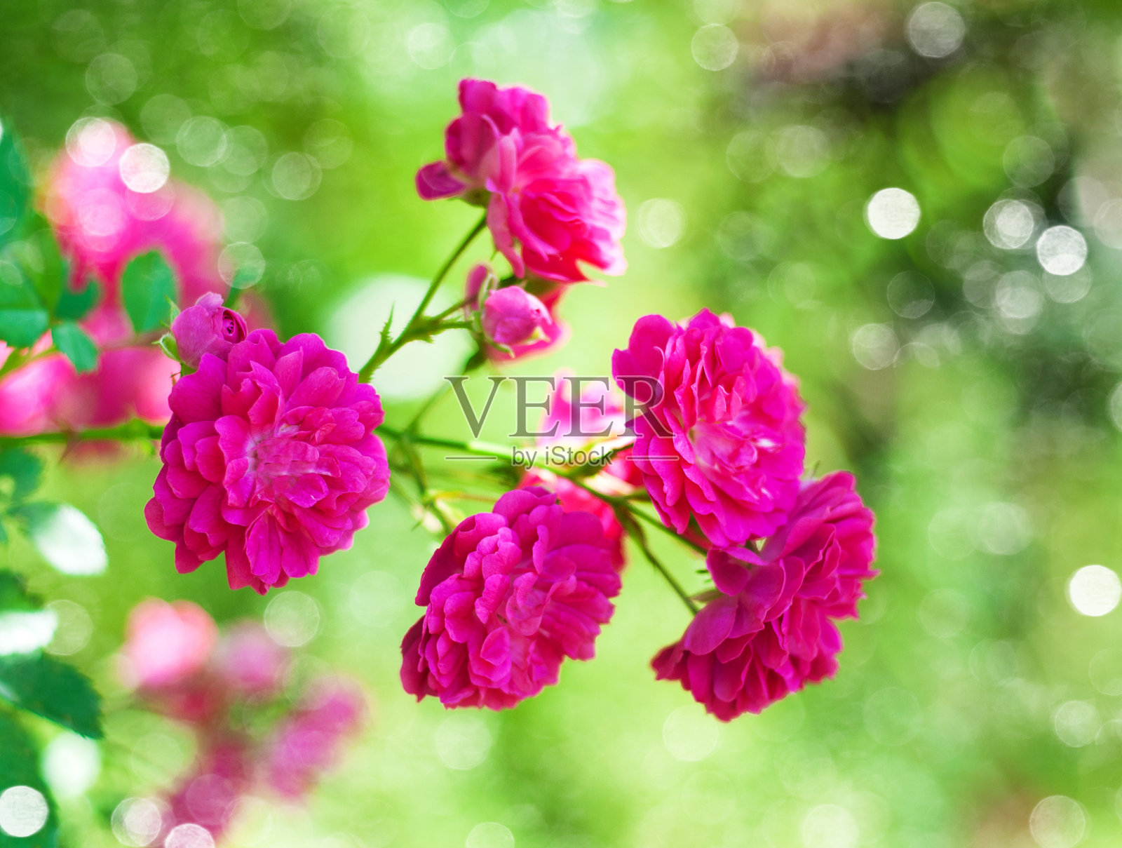 粉色的玫瑰照片摄影图片