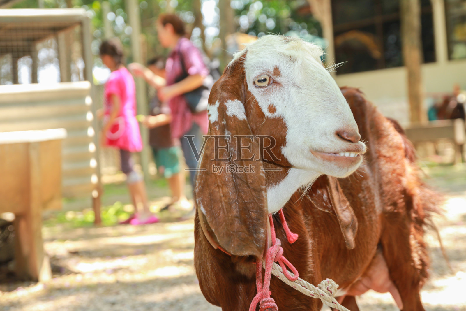 快乐的山羊在农场照片摄影图片