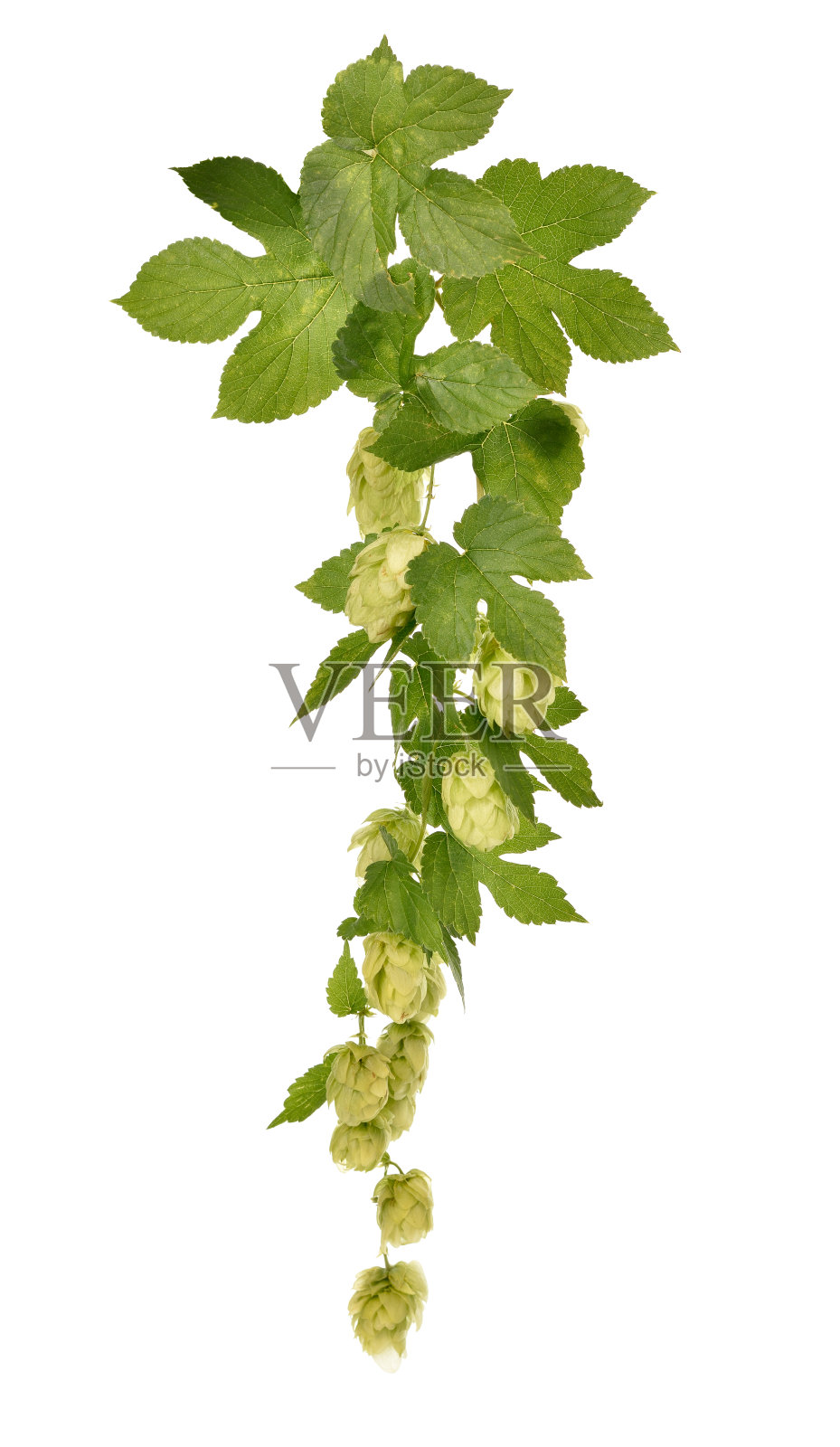 在白色背景上分离的啤酒花。照片摄影图片
