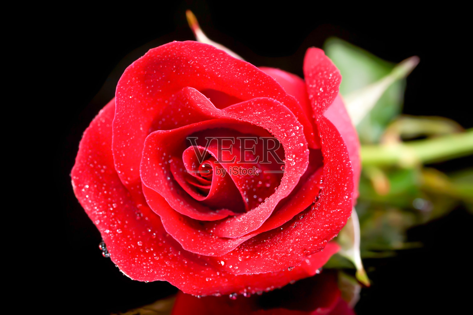 玫瑰红色特写照片摄影图片