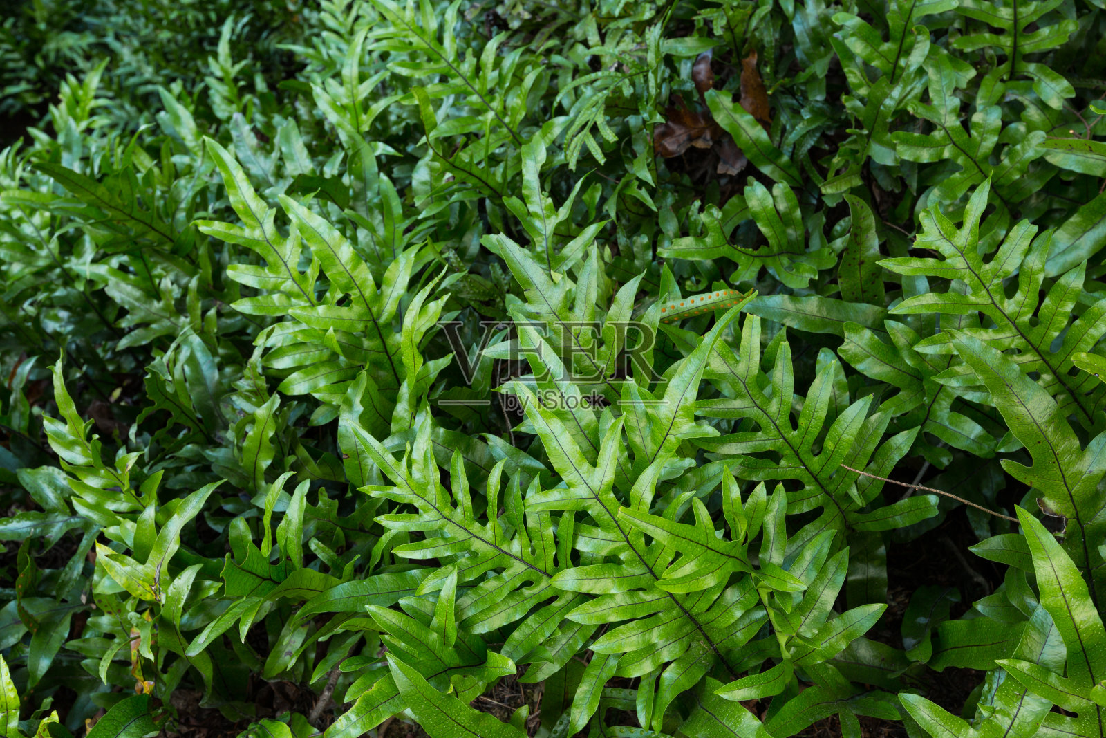 蕨类植物的背景照片摄影图片