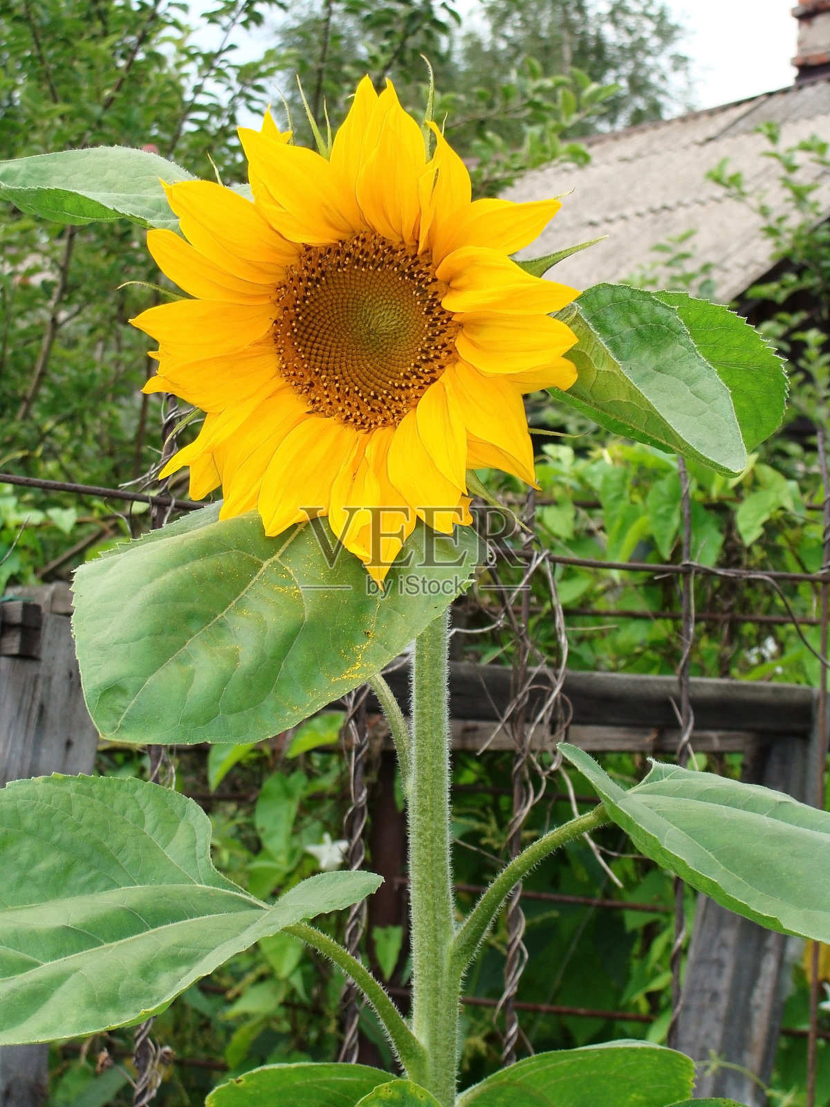 美丽的黄色向日葵和绿色的叶子在夏天。照片摄影图片
