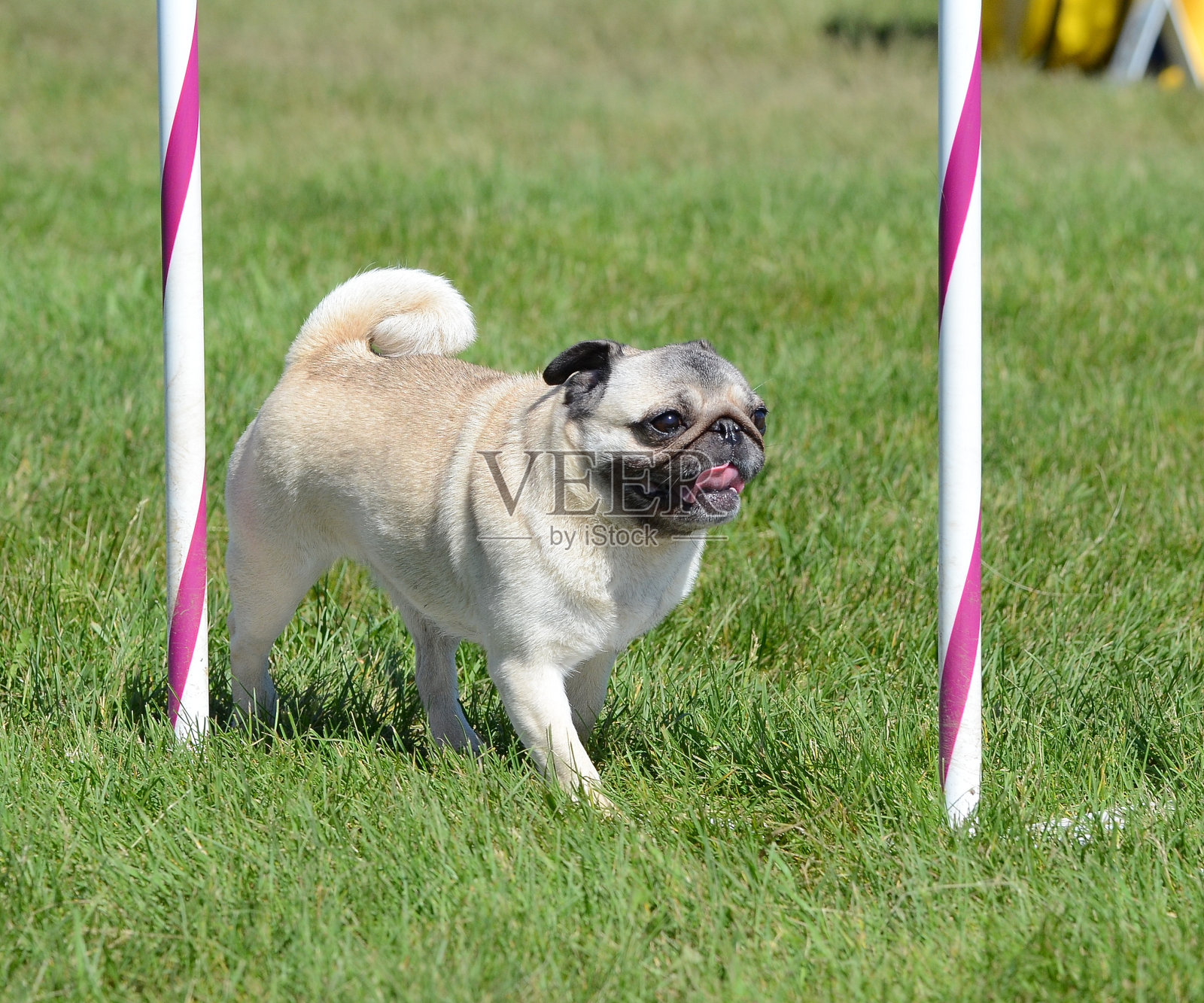 帕格在狗的敏捷性测试照片摄影图片