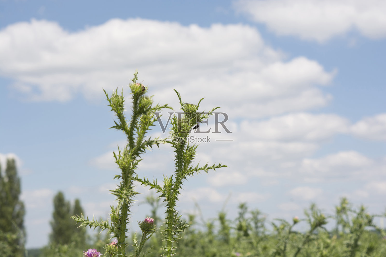 场荆棘照片摄影图片