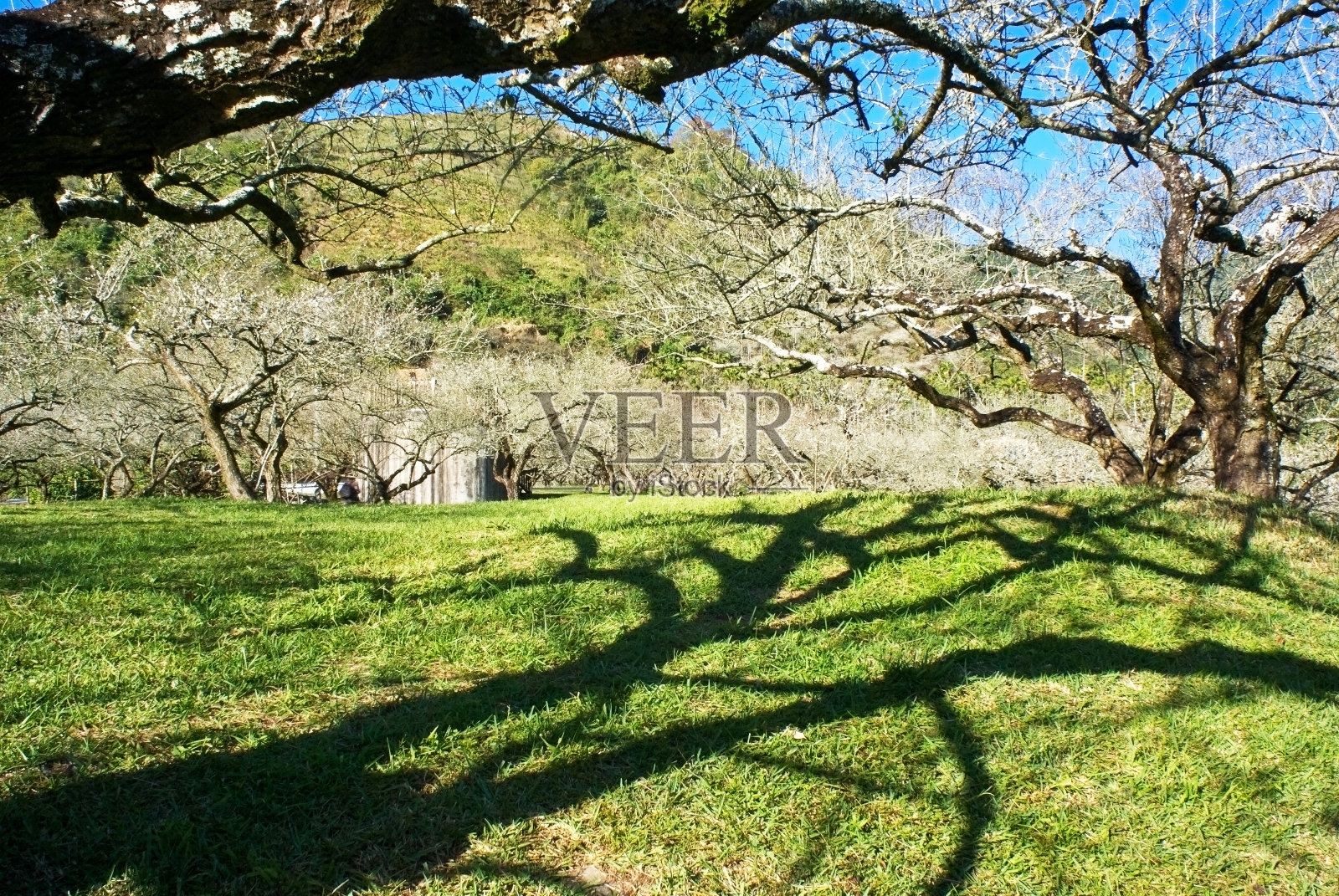 和家里李子照片摄影图片