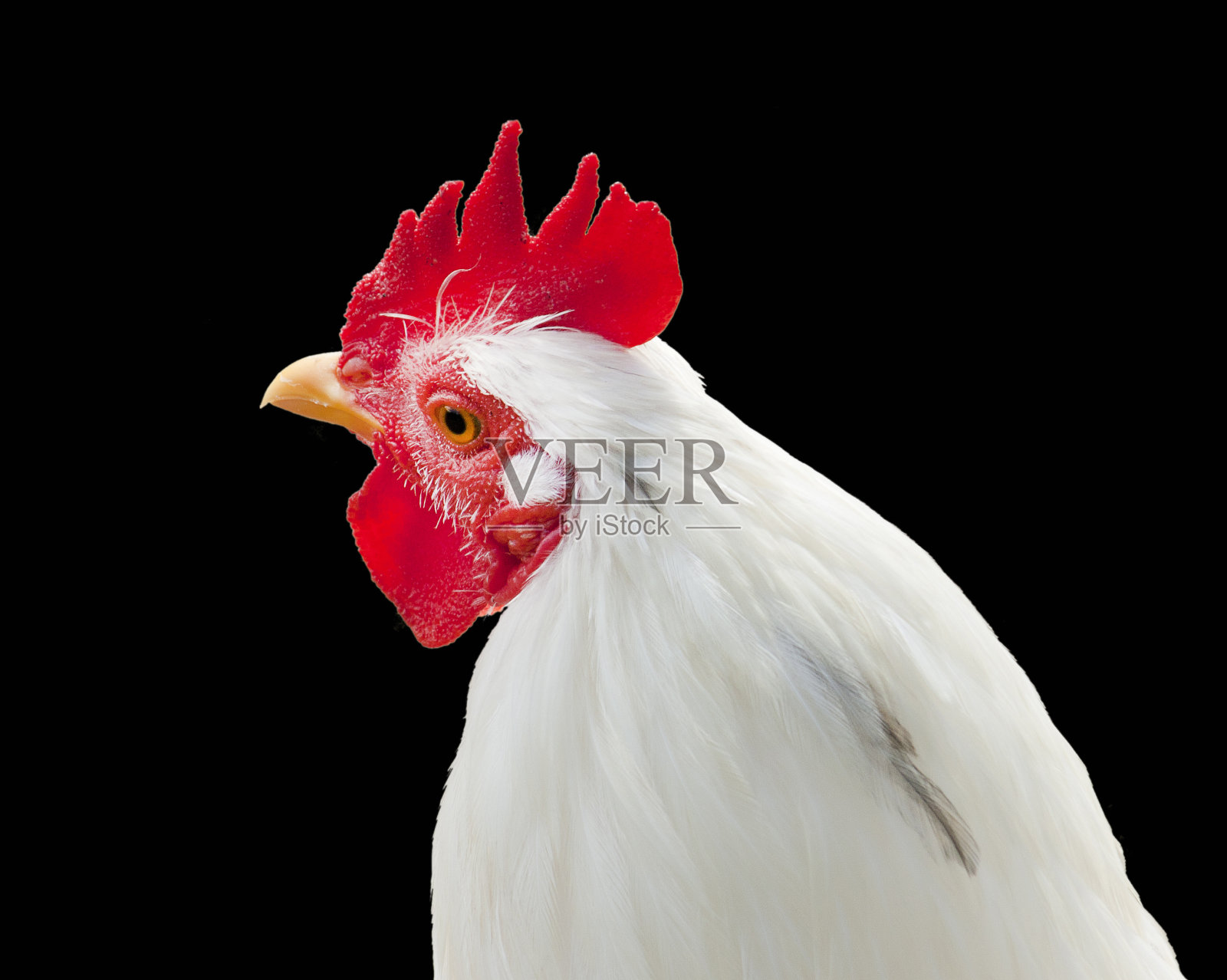 黑隔离鸡照片摄影图片