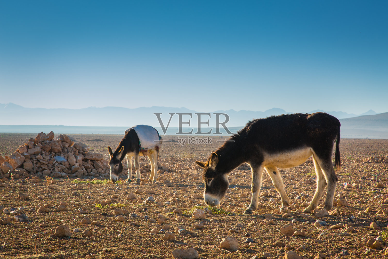 摩洛哥田野里的驴子照片摄影图片