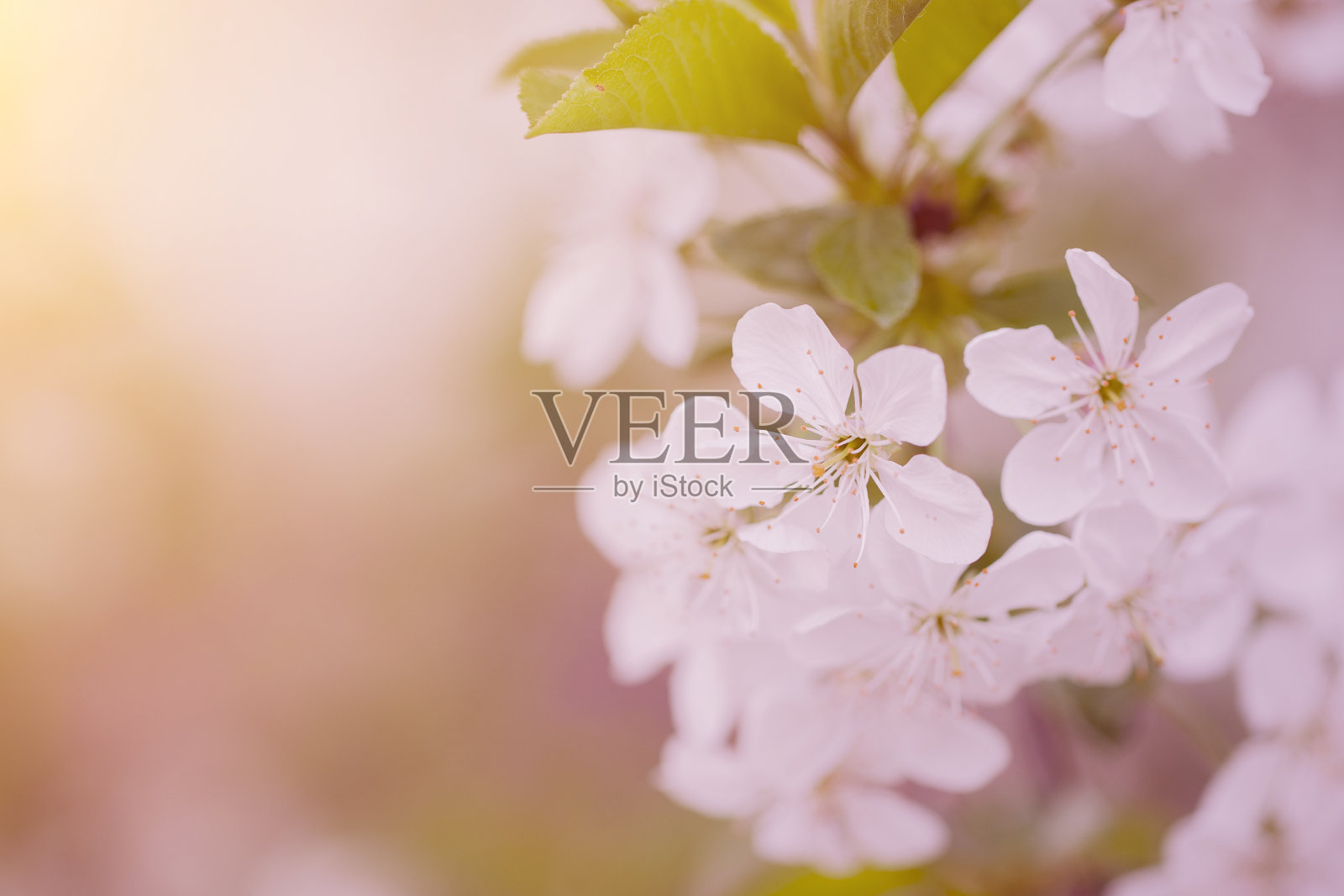 树花的复古照片照片摄影图片