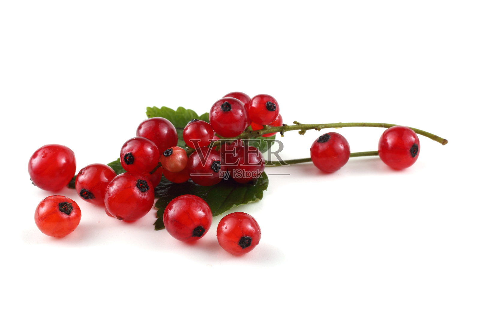 叶子上有红醋栗照片摄影图片