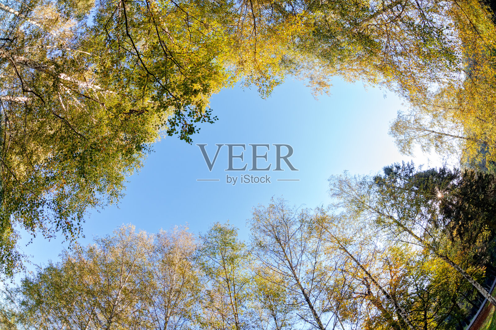 树在公园照片摄影图片