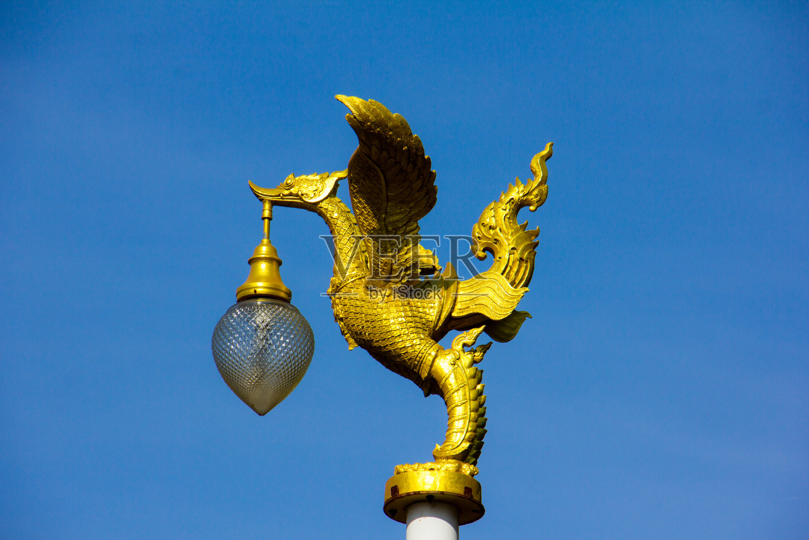 金色的天鹅照片摄影图片