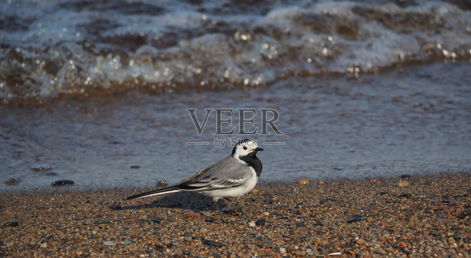 湖上的尾巴照片摄影图片
