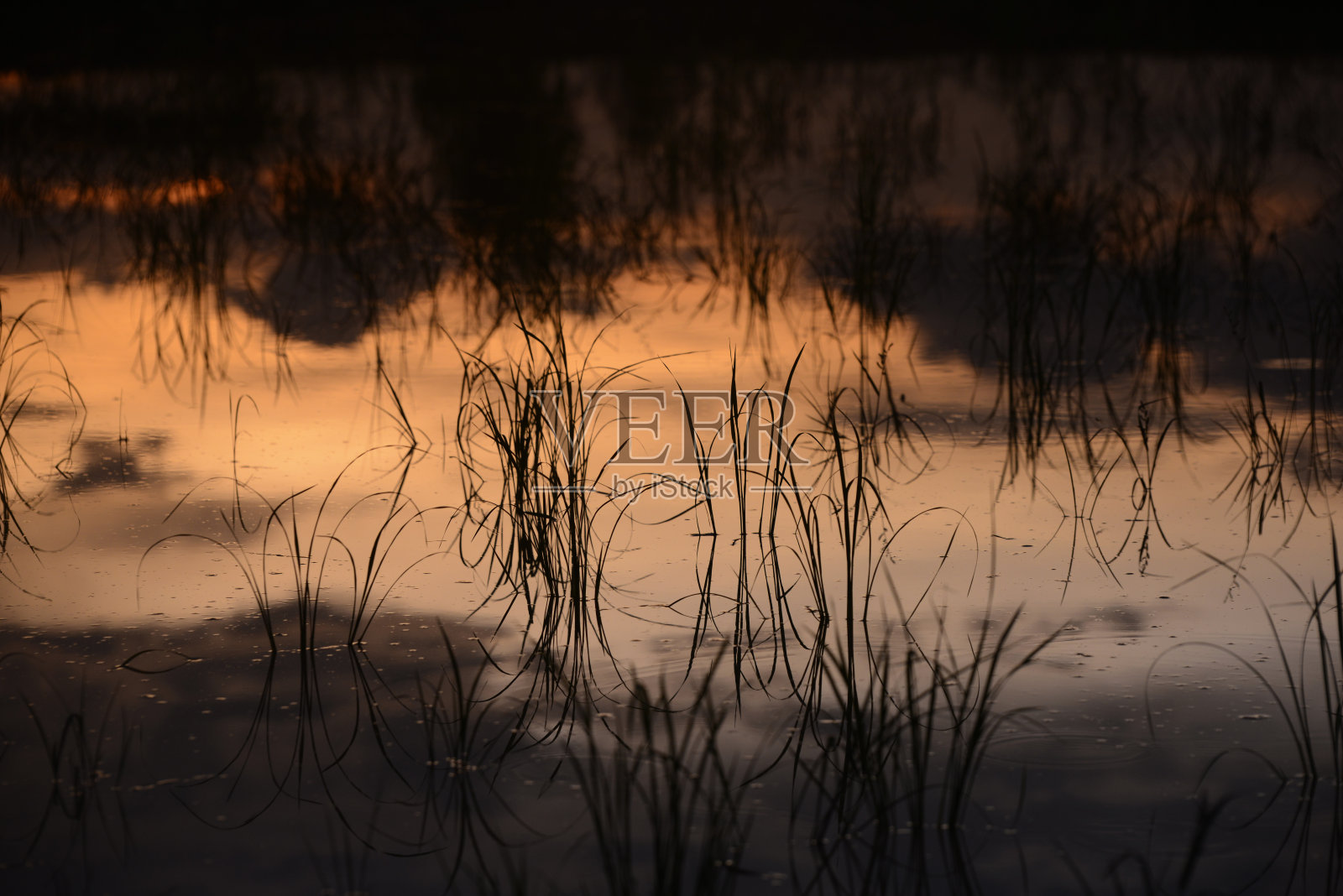 亚洲 泰国 ISAN AMNAT CHAROEN RICEFIELD照片摄影图片