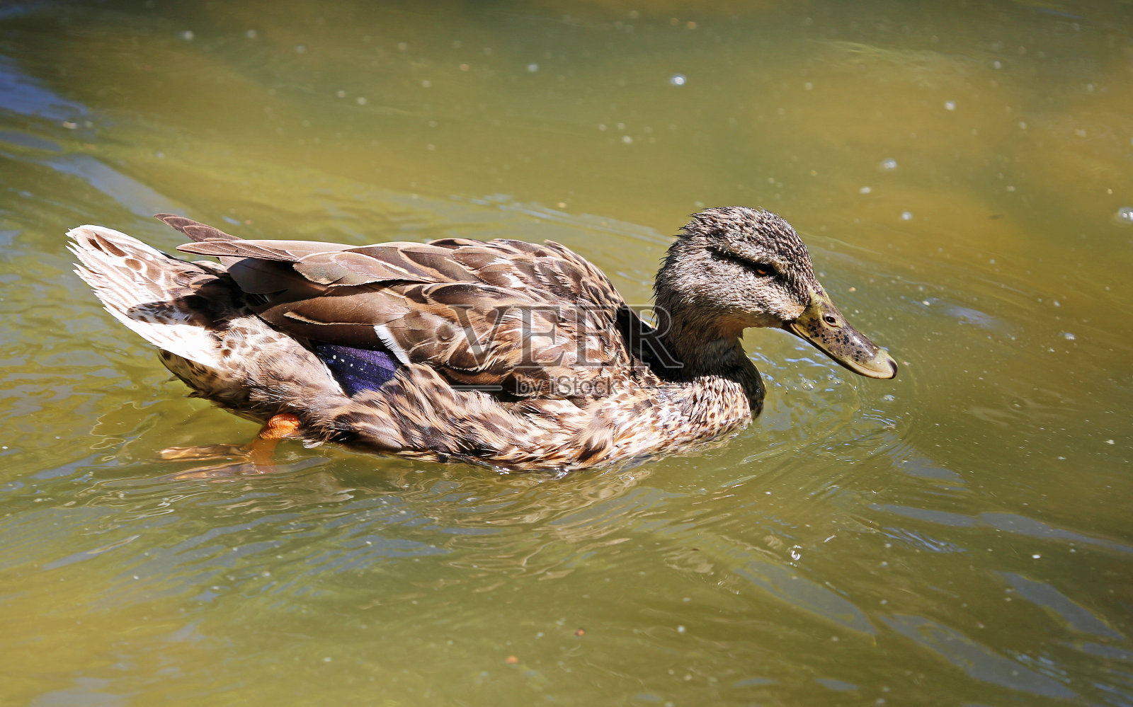 水中母鸭照片摄影图片