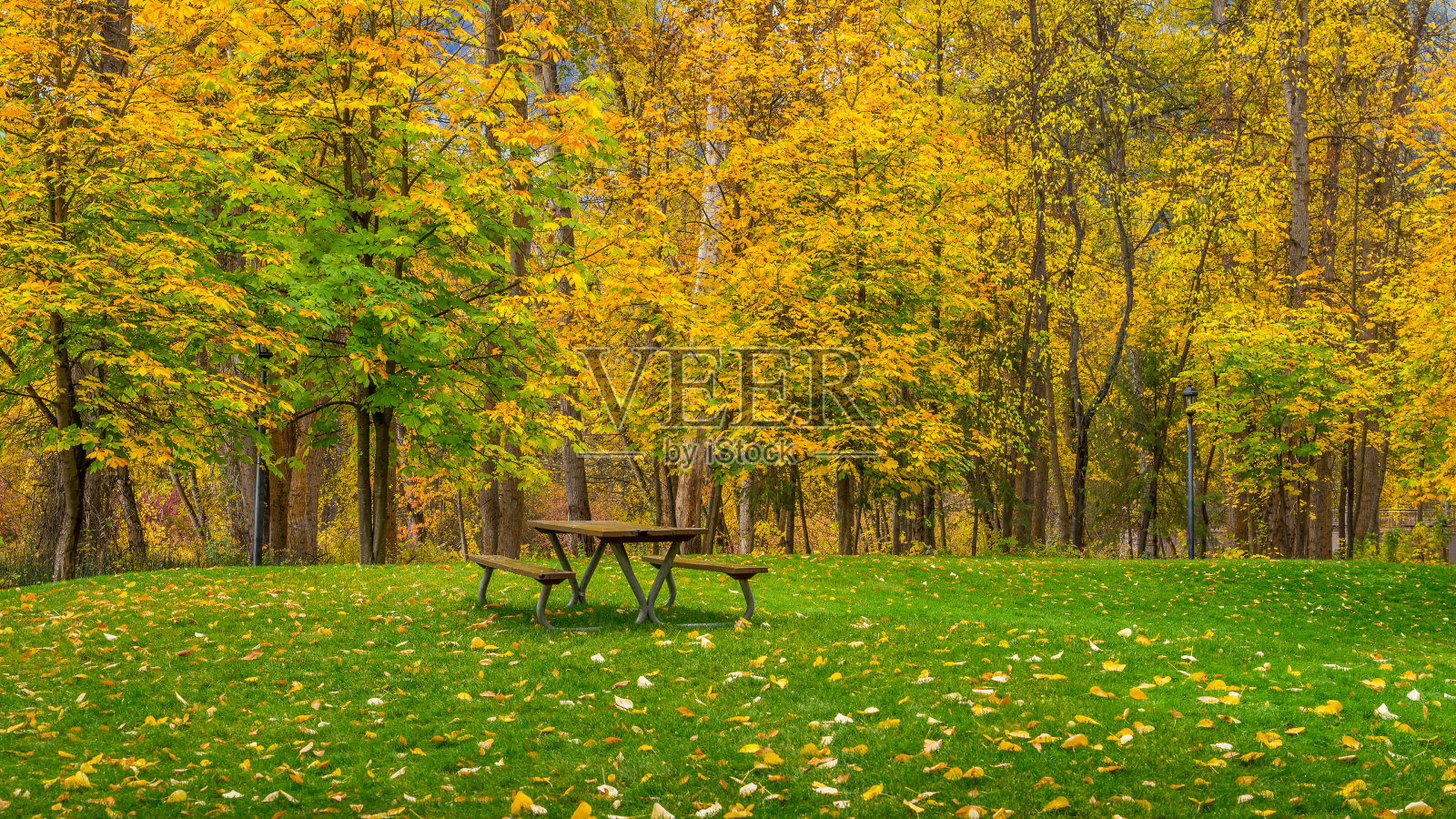 在秋天的森林里野餐的带长椅的桌子照片摄影图片