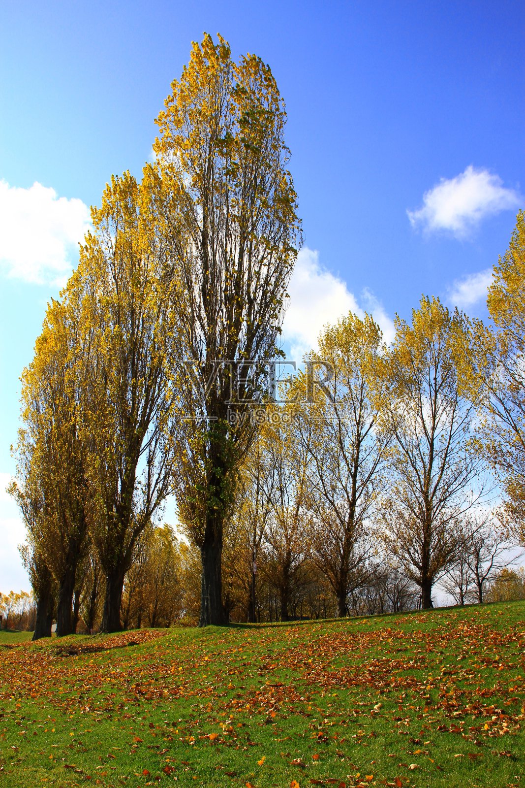 杨树绿树成荫照片摄影图片