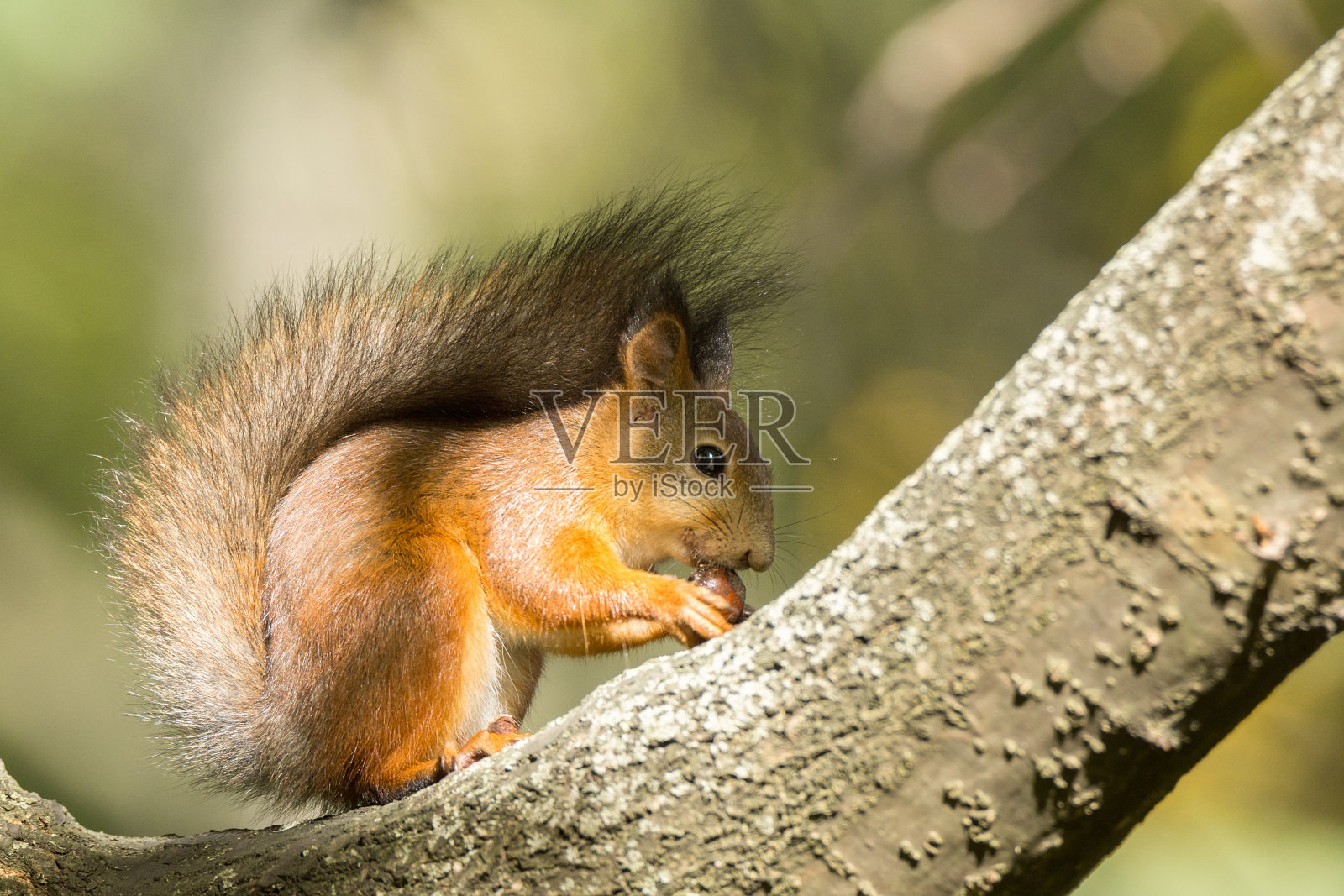 树上的松鼠照片摄影图片