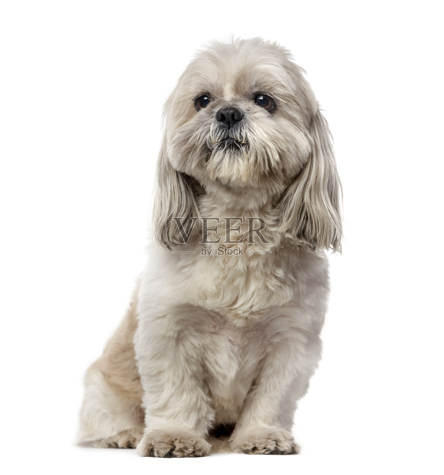 狮子狗(5岁)照片摄影图片