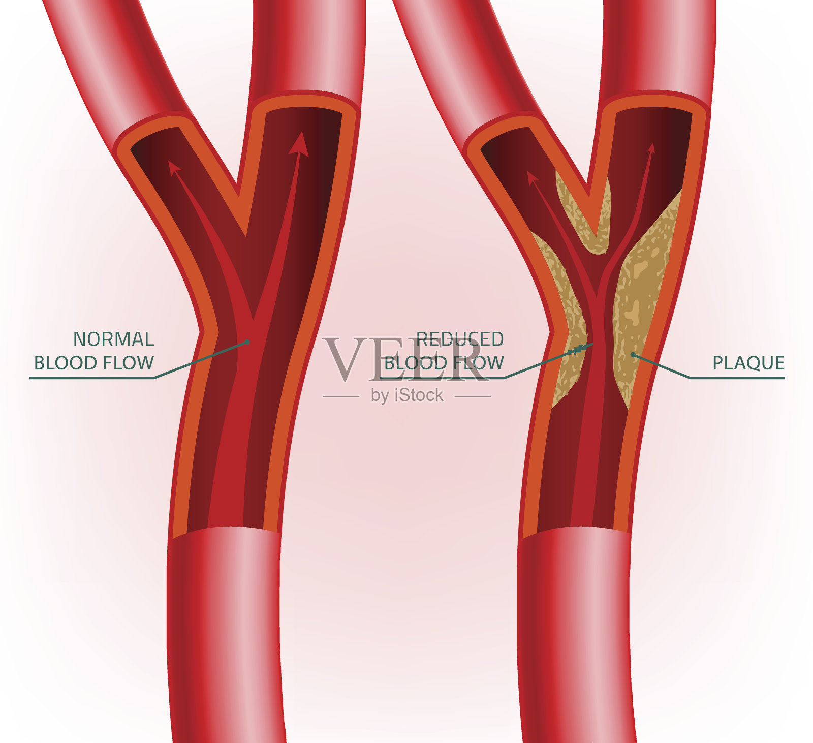 血液的静脉图像插画图片素材