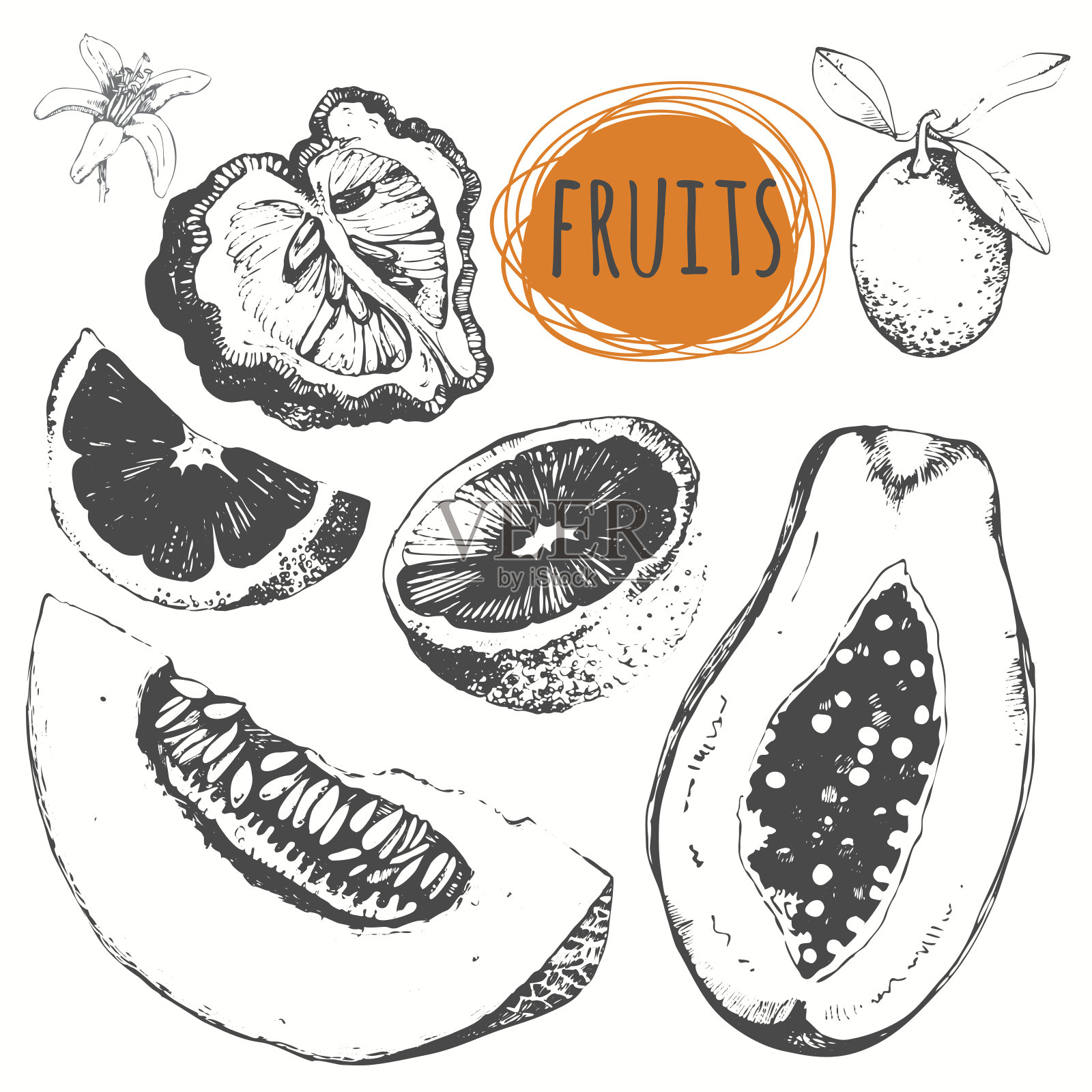 套手绘甜瓜、木瓜、佛手柑、金橘、橘子。插画图片素材