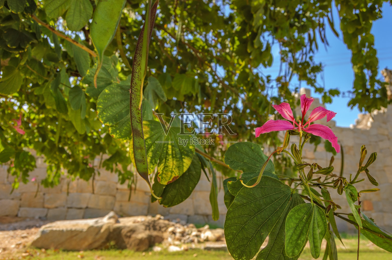 生长在印度汉比的一棵兰花树。照片摄影图片