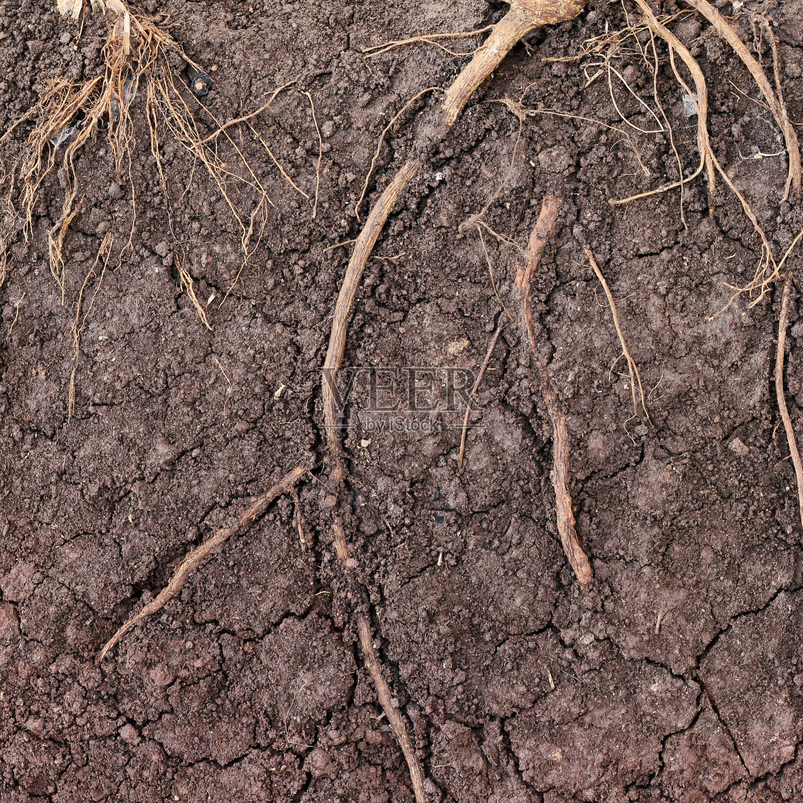 树的根在地上照片摄影图片