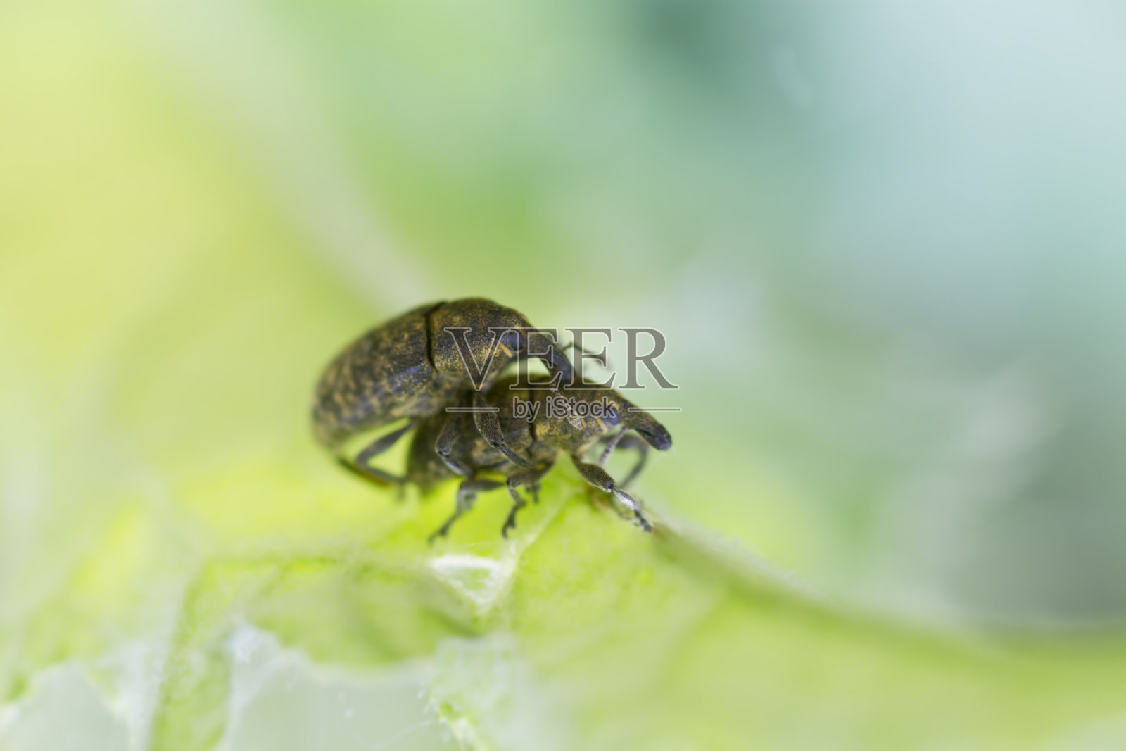 象虫科照片摄影图片