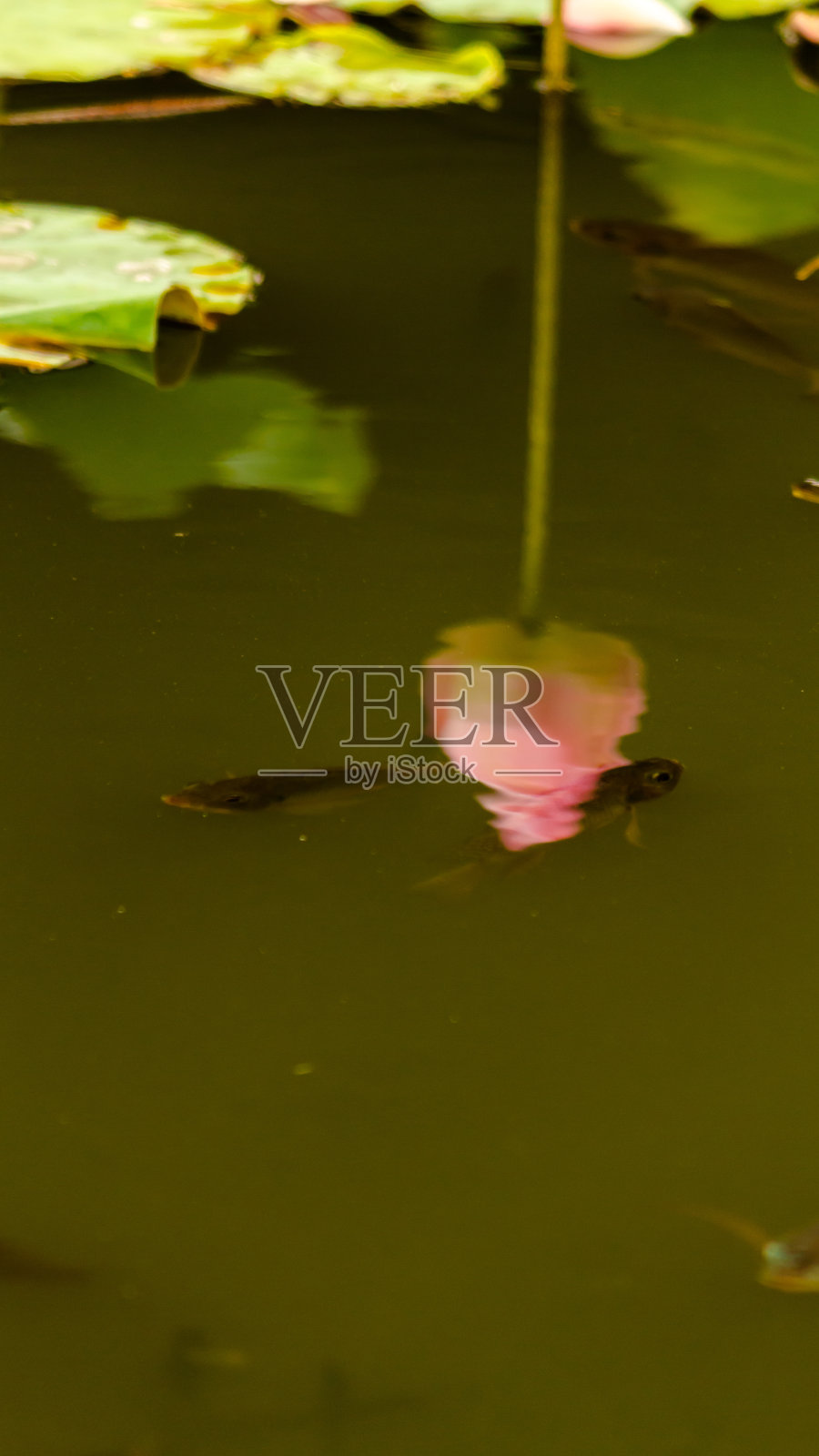 池塘里美丽的粉红色荷花。照片摄影图片