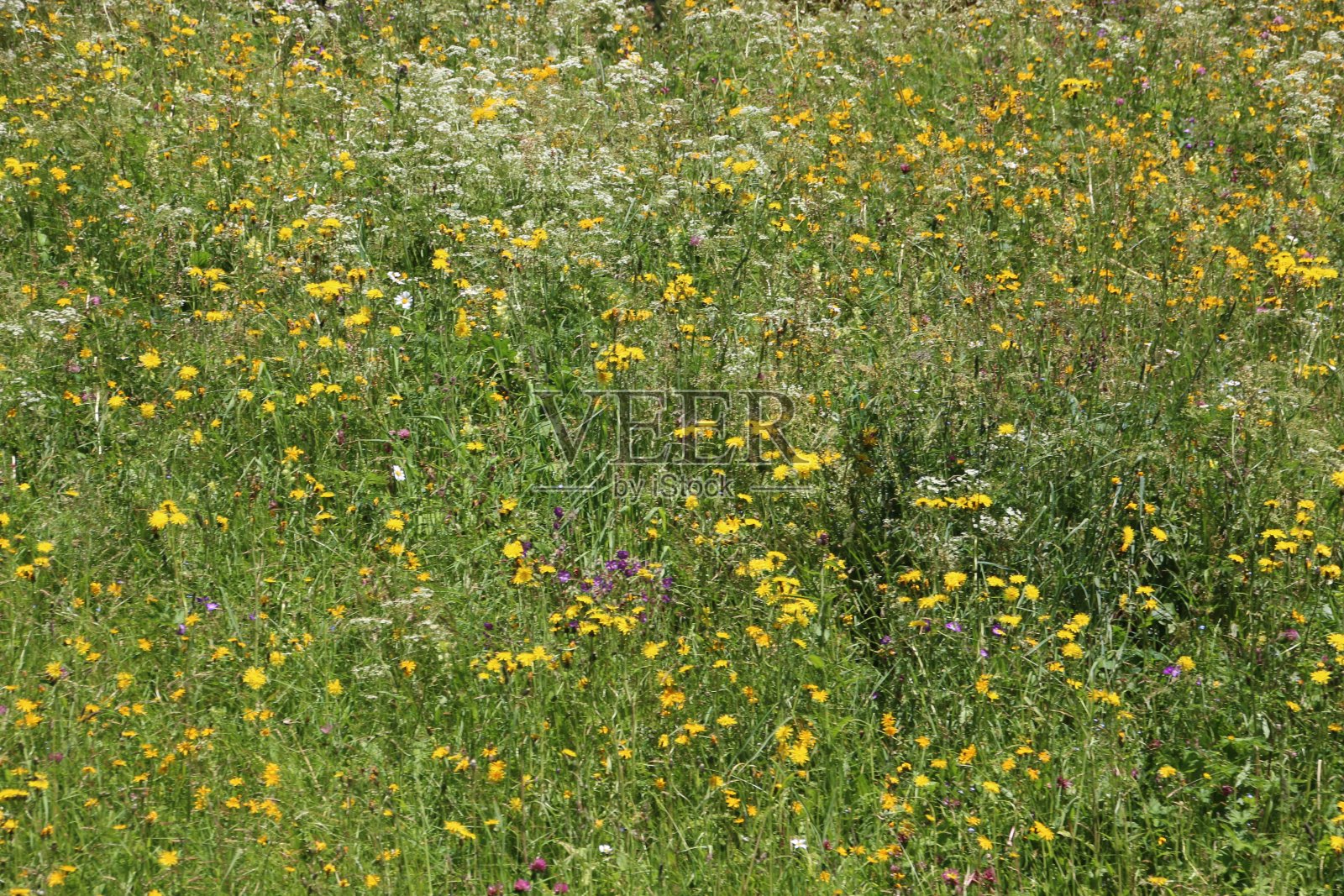 黄色野花在阿尔卑斯草地，蒂罗尔，奥地利照片摄影图片