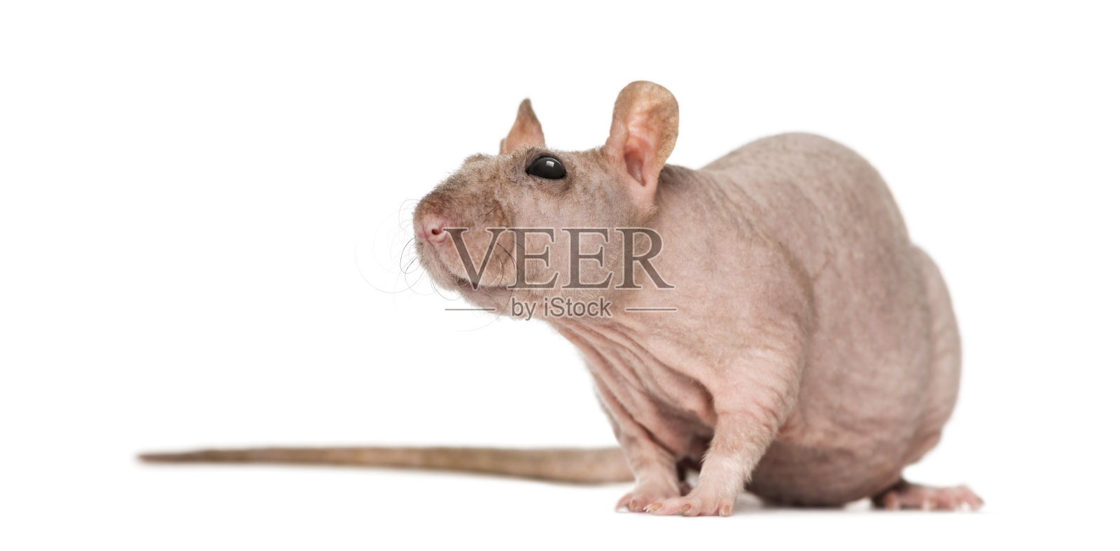 无毛的老鼠照片摄影图片