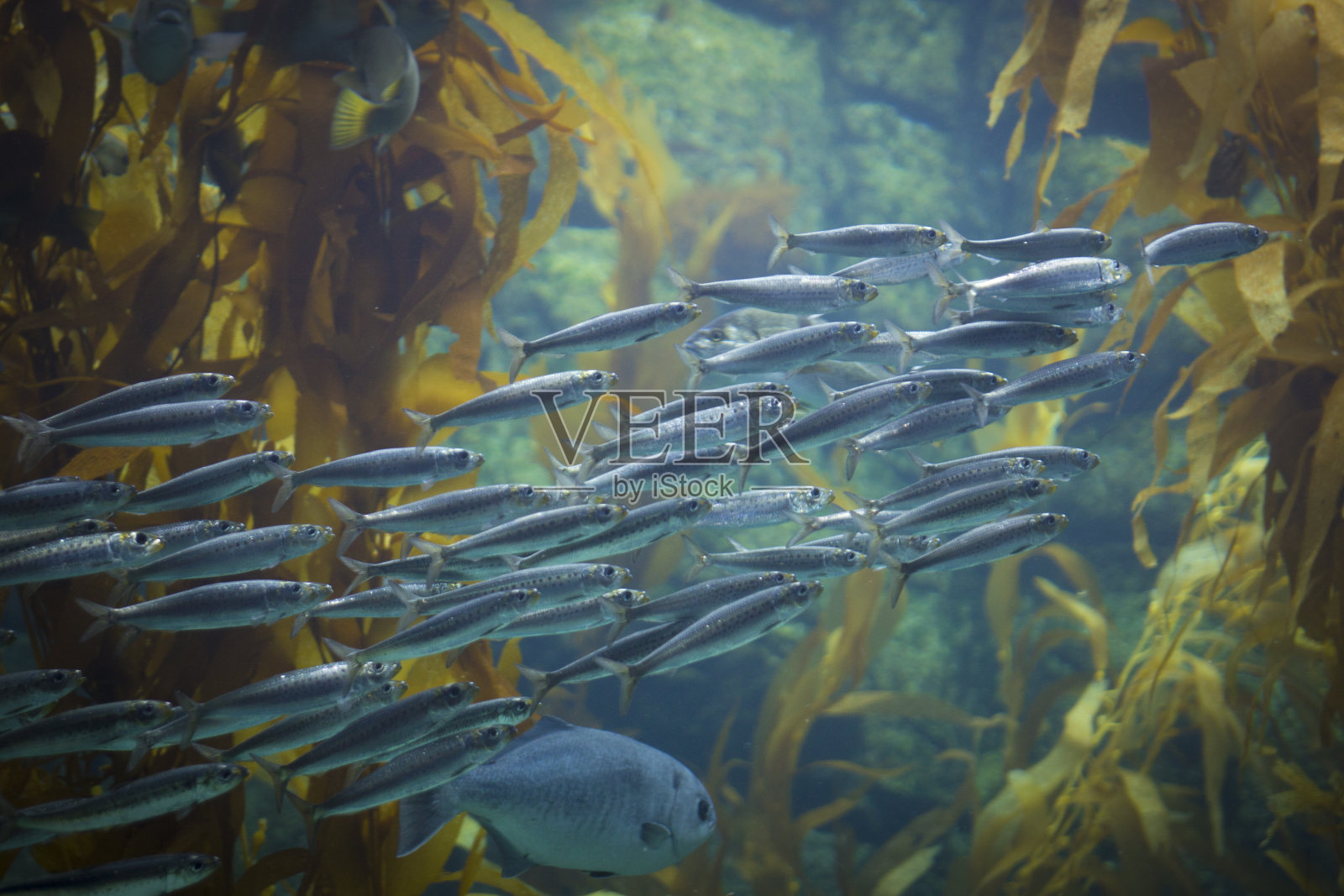 学院的沙丁鱼照片摄影图片