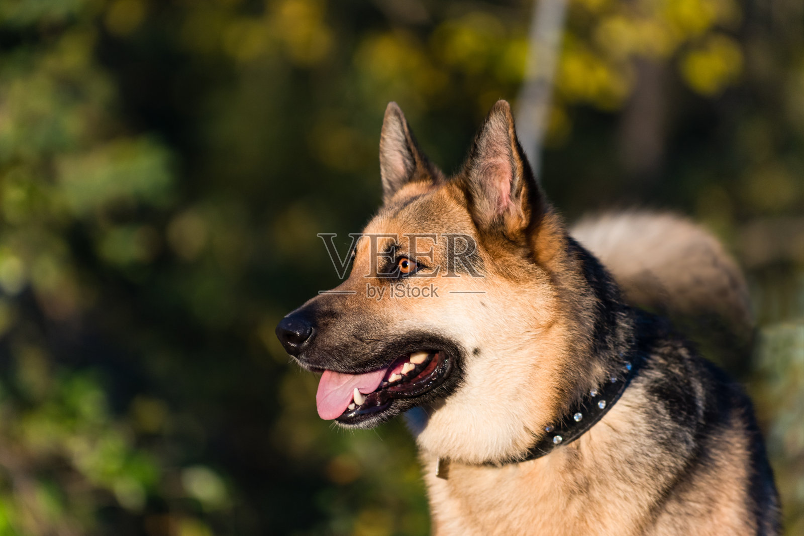 农场的狗照片摄影图片