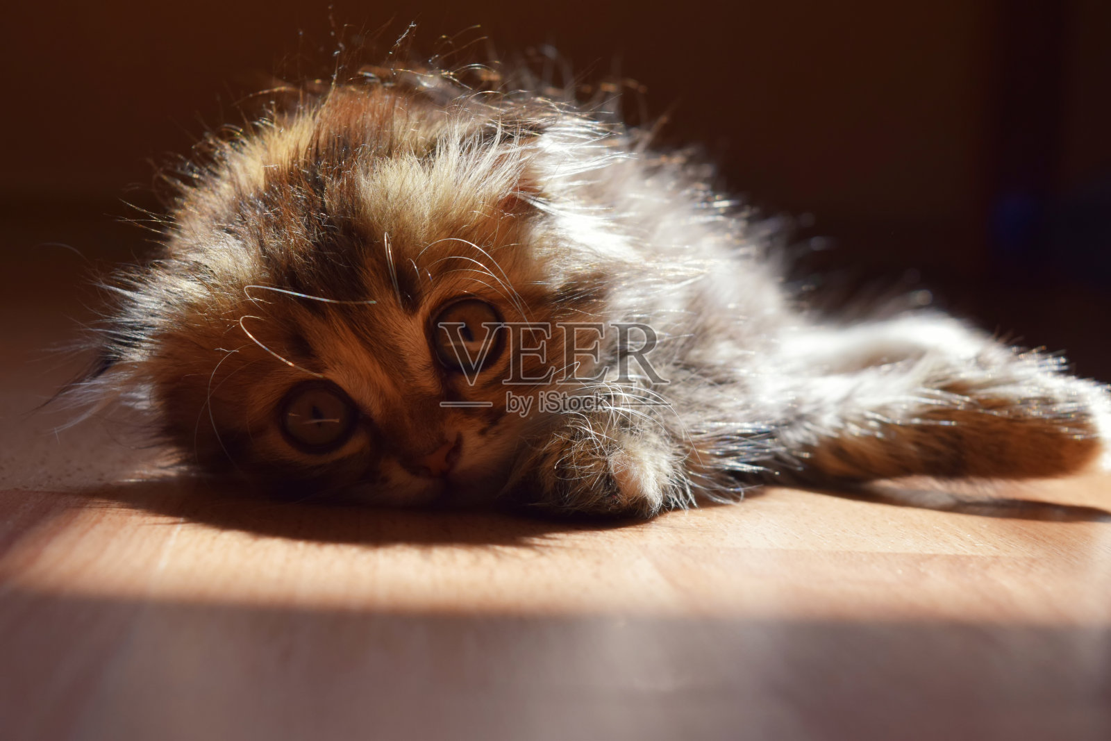 漂亮的毛茸茸的小猫照片摄影图片