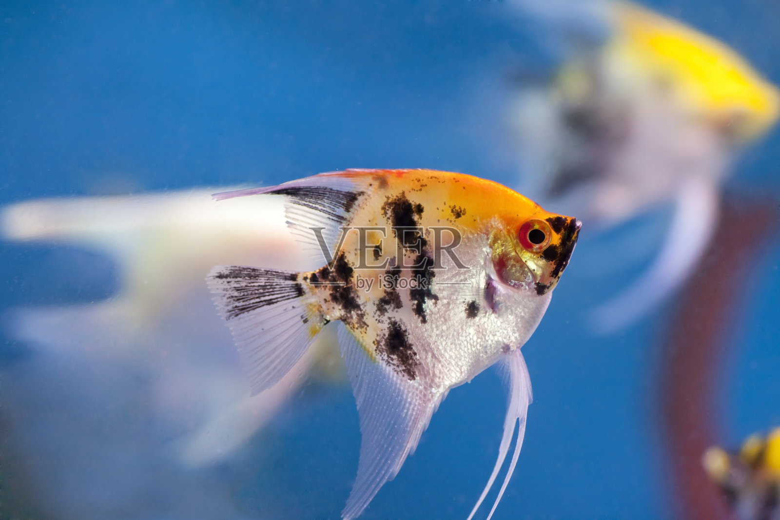 热带鱼照片摄影图片