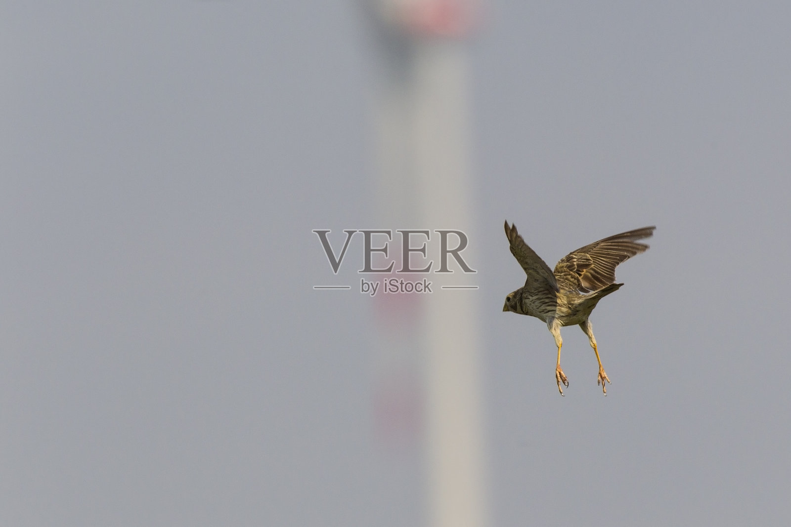 成年玉米展翅飞翔。照片摄影图片