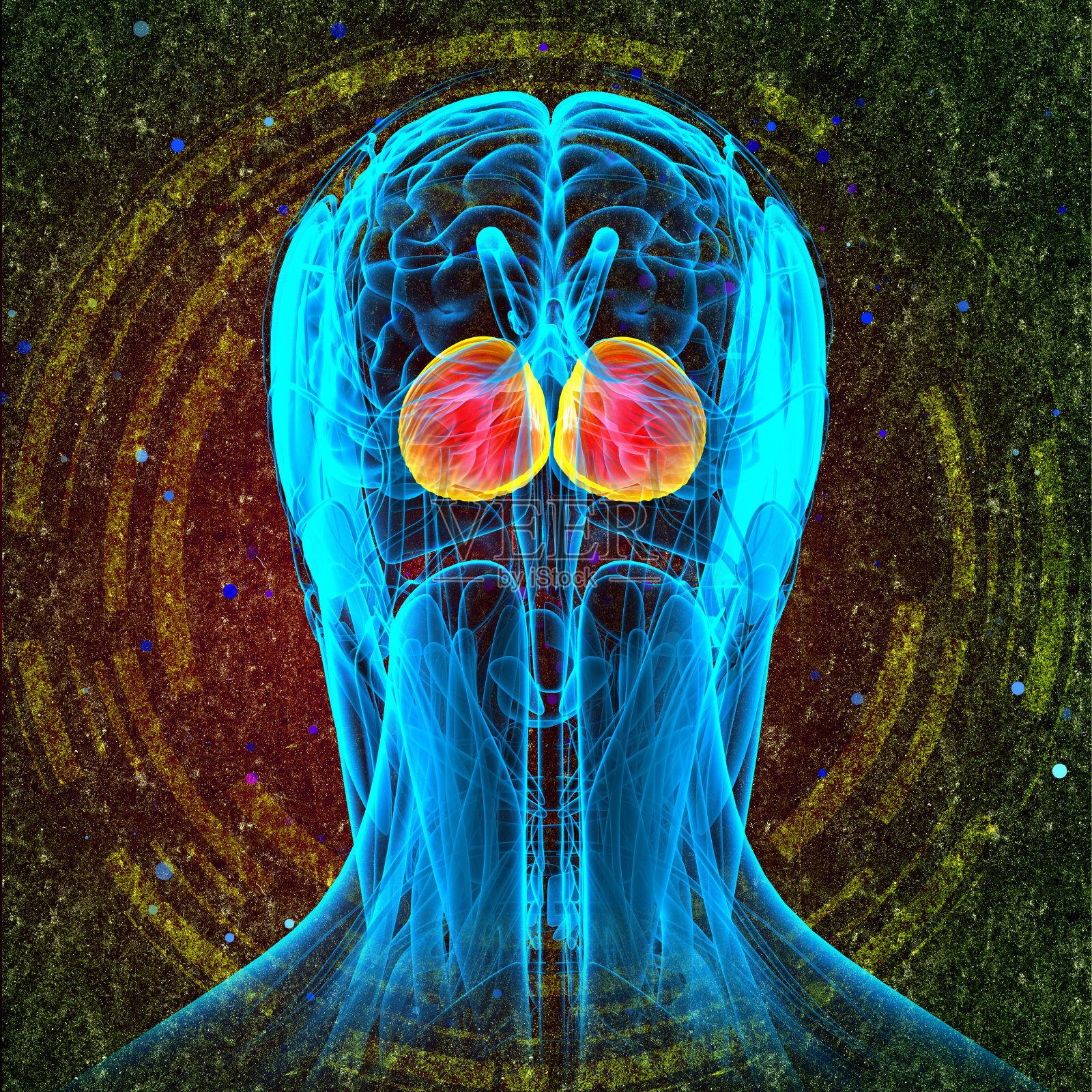 3d渲染医学插图的人脑大脑照片摄影图片