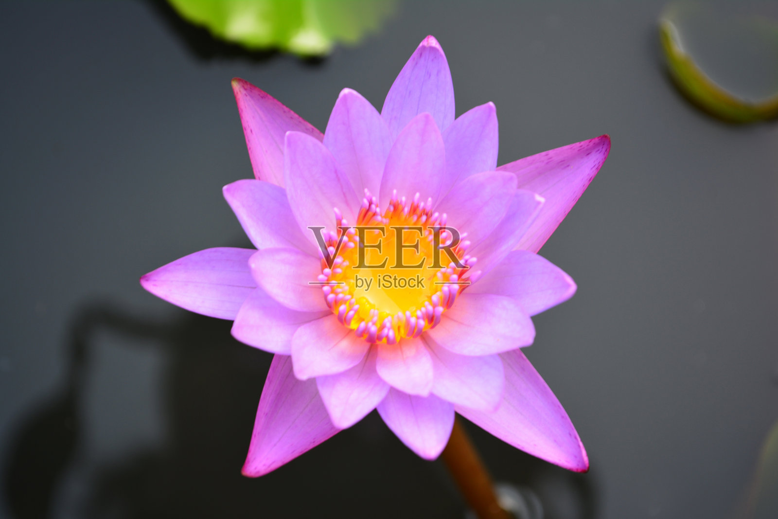 池塘里紫色的荷花盛开。照片摄影图片