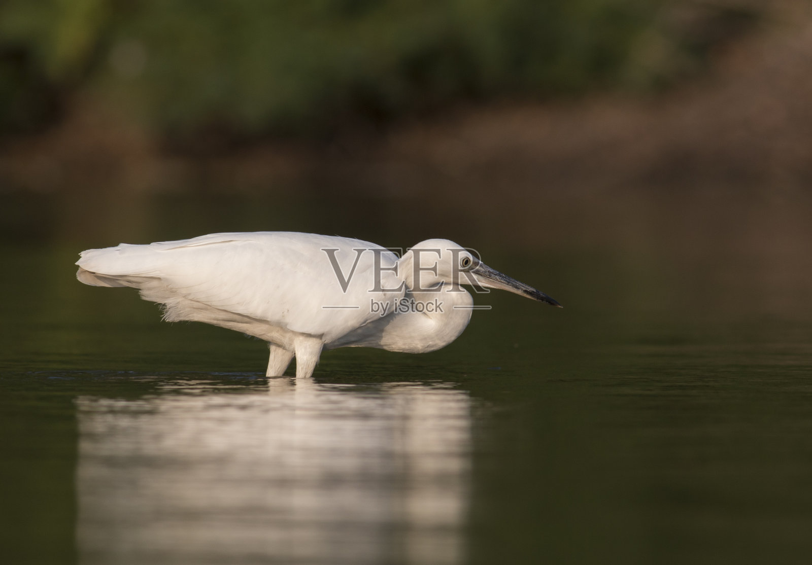 小白鹭(白鹭)照片摄影图片