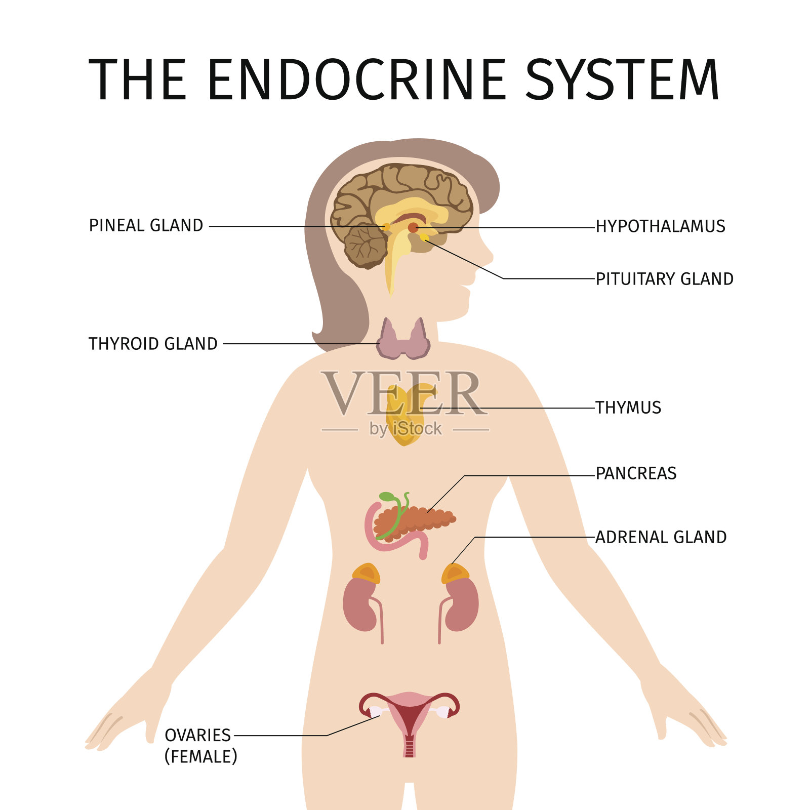 女性内分泌系统彩色矢量图解插画图片素材