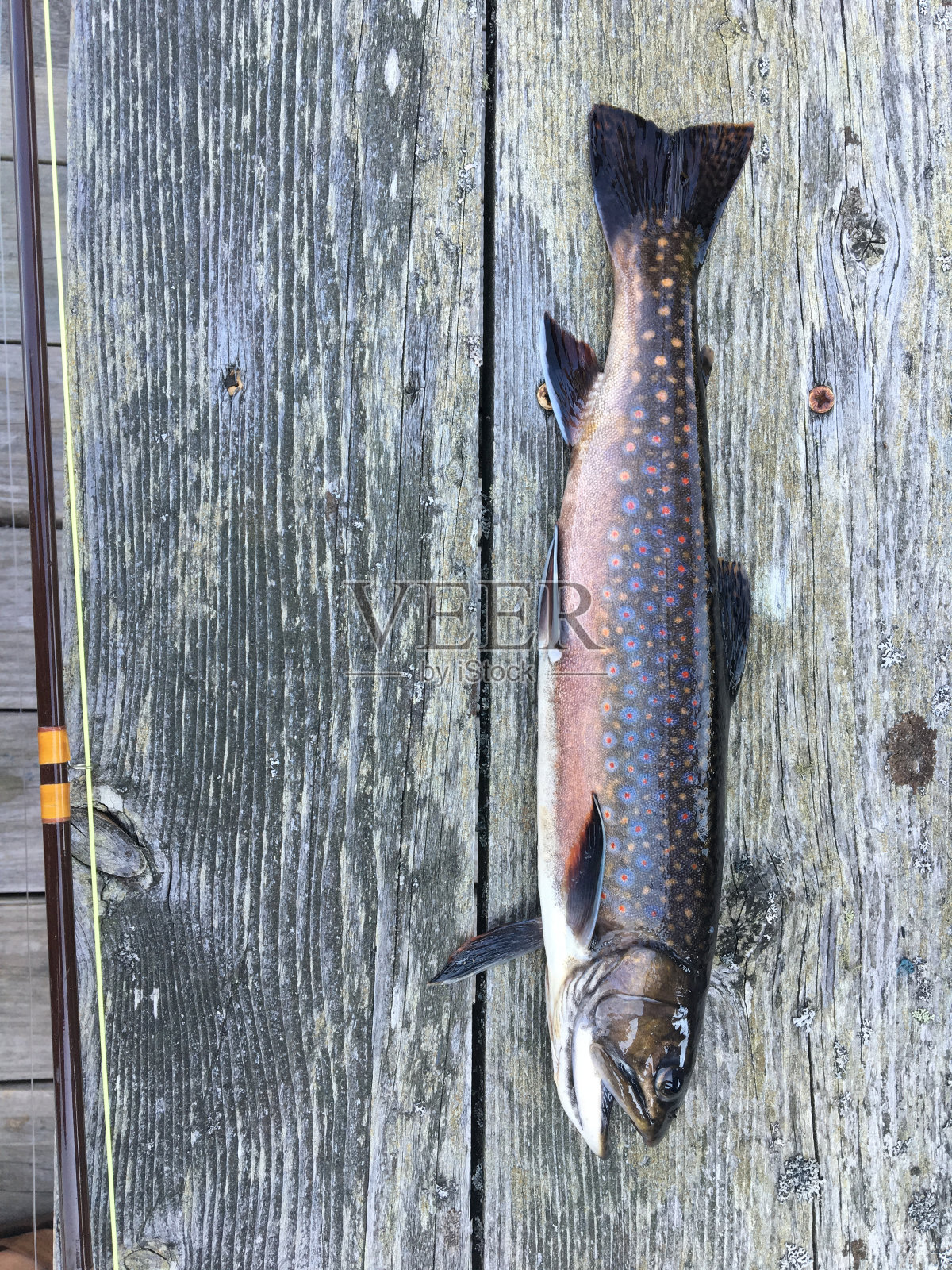 本机溪红点鲑照片摄影图片