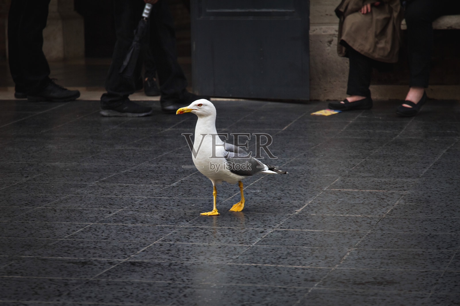 一只大海鸥在罗马漫步照片摄影图片