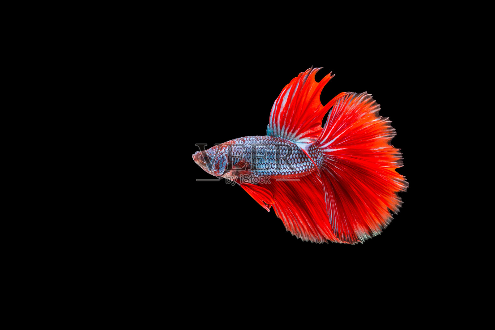 特写美丽的小暹罗斗鱼与孤立的背景照片摄影图片