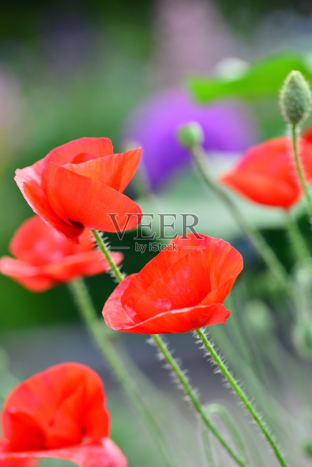 雪莉罂粟照片摄影图片