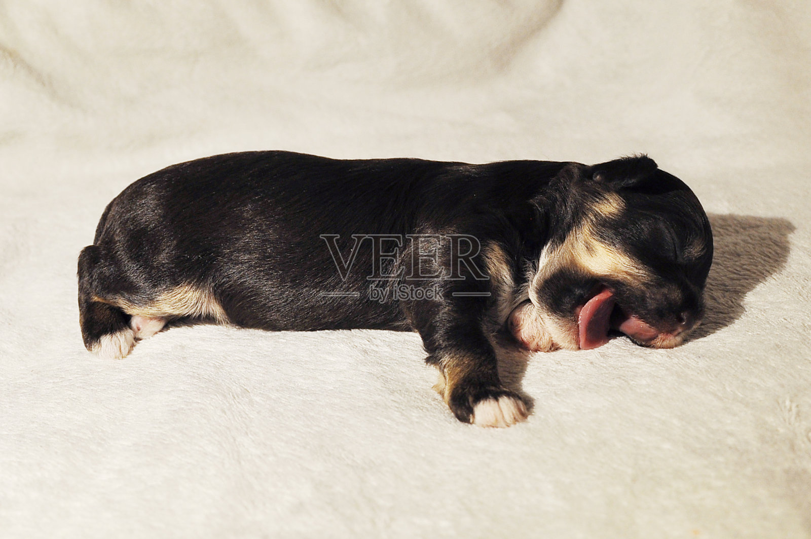 两周大的巧克力三色哈瓦那小狗打哈欠照片摄影图片