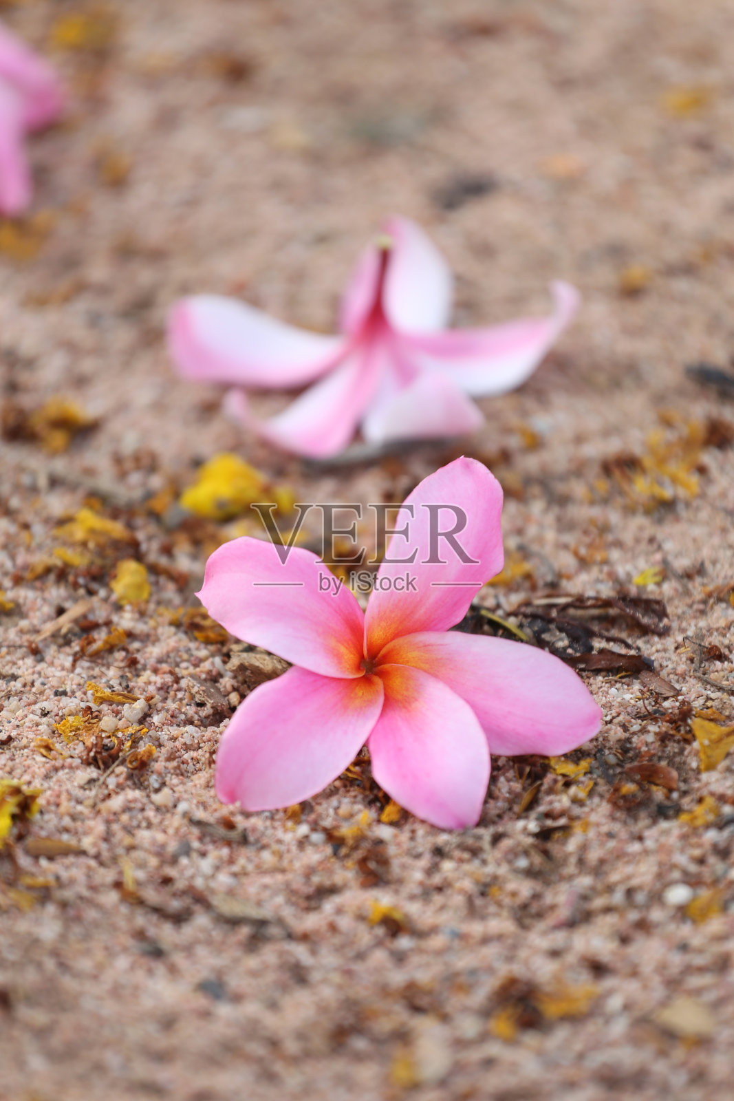 地上有粉红色鸡蛋花或鸡蛋花。照片摄影图片